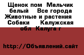 Щенок пом. Мальчик белый  - Все города Животные и растения » Собаки   . Калужская обл.,Калуга г.